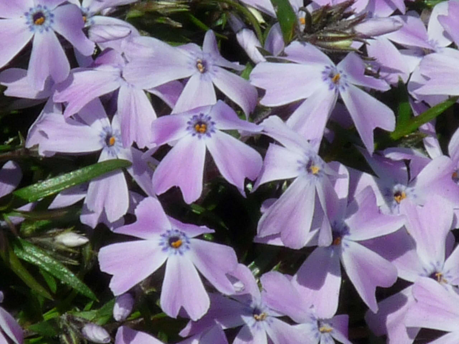 Phlox 3 culori / Phlox Subulata "Bavaria, Benita, G.F. Wilson, Fabulous Rose / - Gradina Noastra