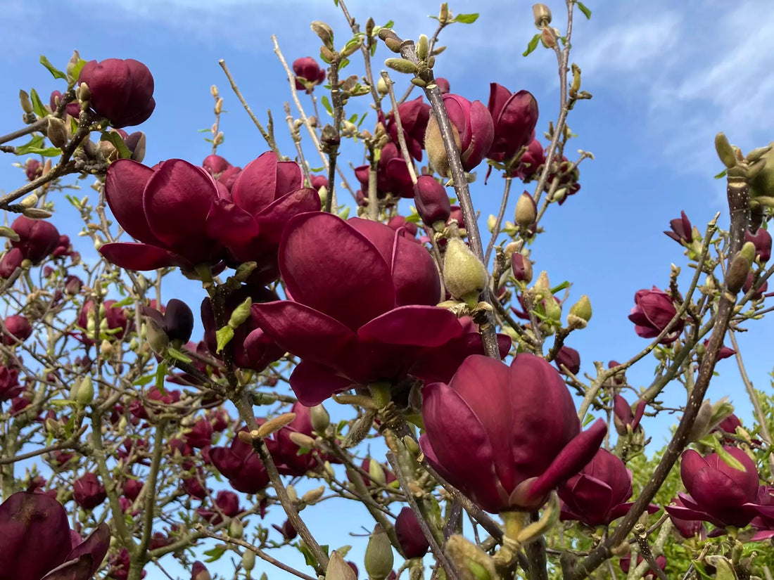 Magnolia "Black Tulip" 2.00 - 2.50 m / Magnolia "Black Tulip"/ - Gradina Noastra