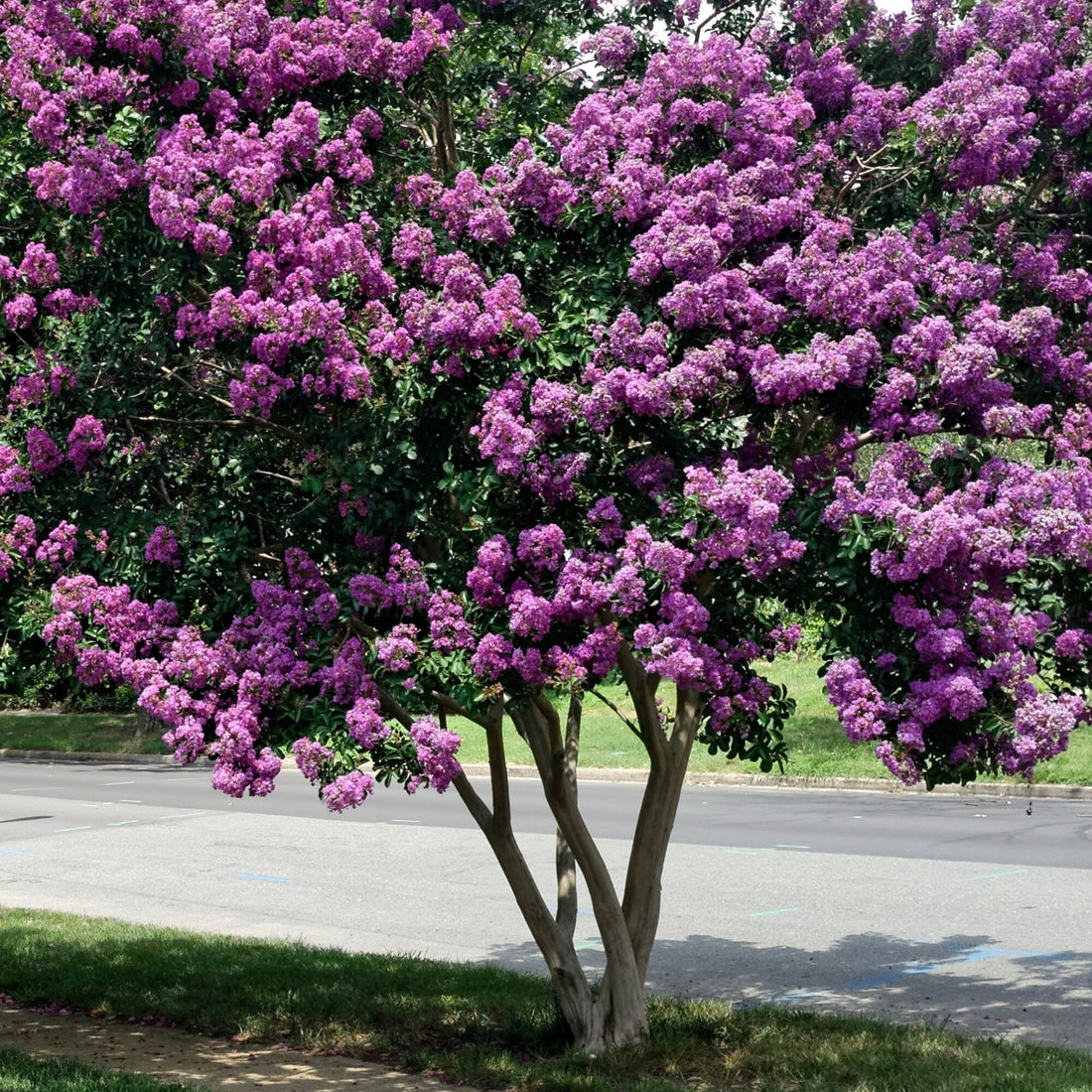 Liliac Indian "Black Diamond Lavander Lace" tufa / Lagerstroemia Indica "Black Diamond Lavander Lace" /