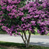 Liliac Indian "Black Diamond Lavander Lace" tufa / Lagerstroemia Indica "Black Diamond Lavander Lace" / - Gradina Noastra