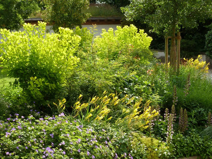 Scumpie „Golden Spirit” / Cotinus coggygria „Golden Spirit” /