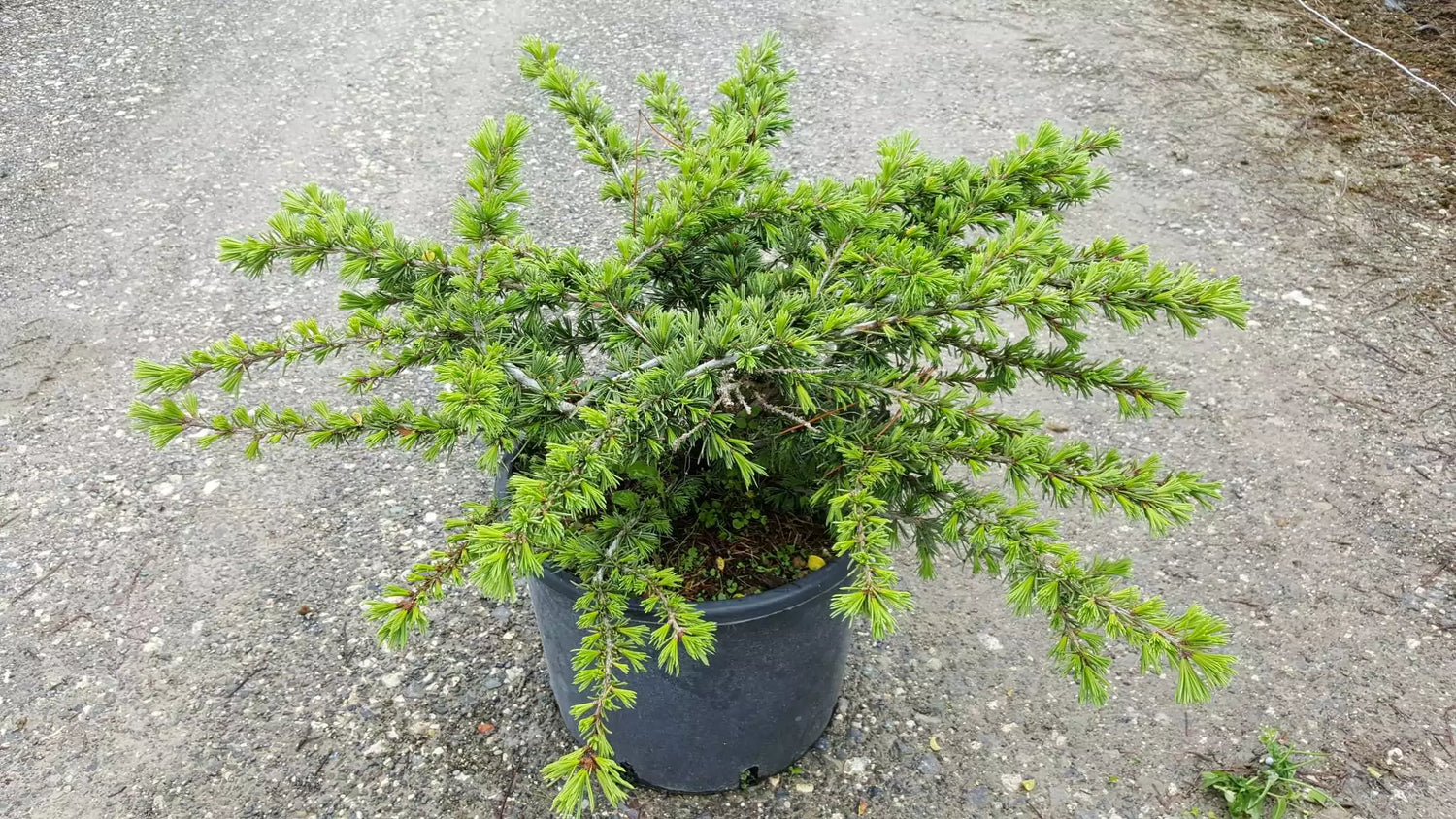 Cedru compact Atlantica / Cedrus atlantica "Compacta" /