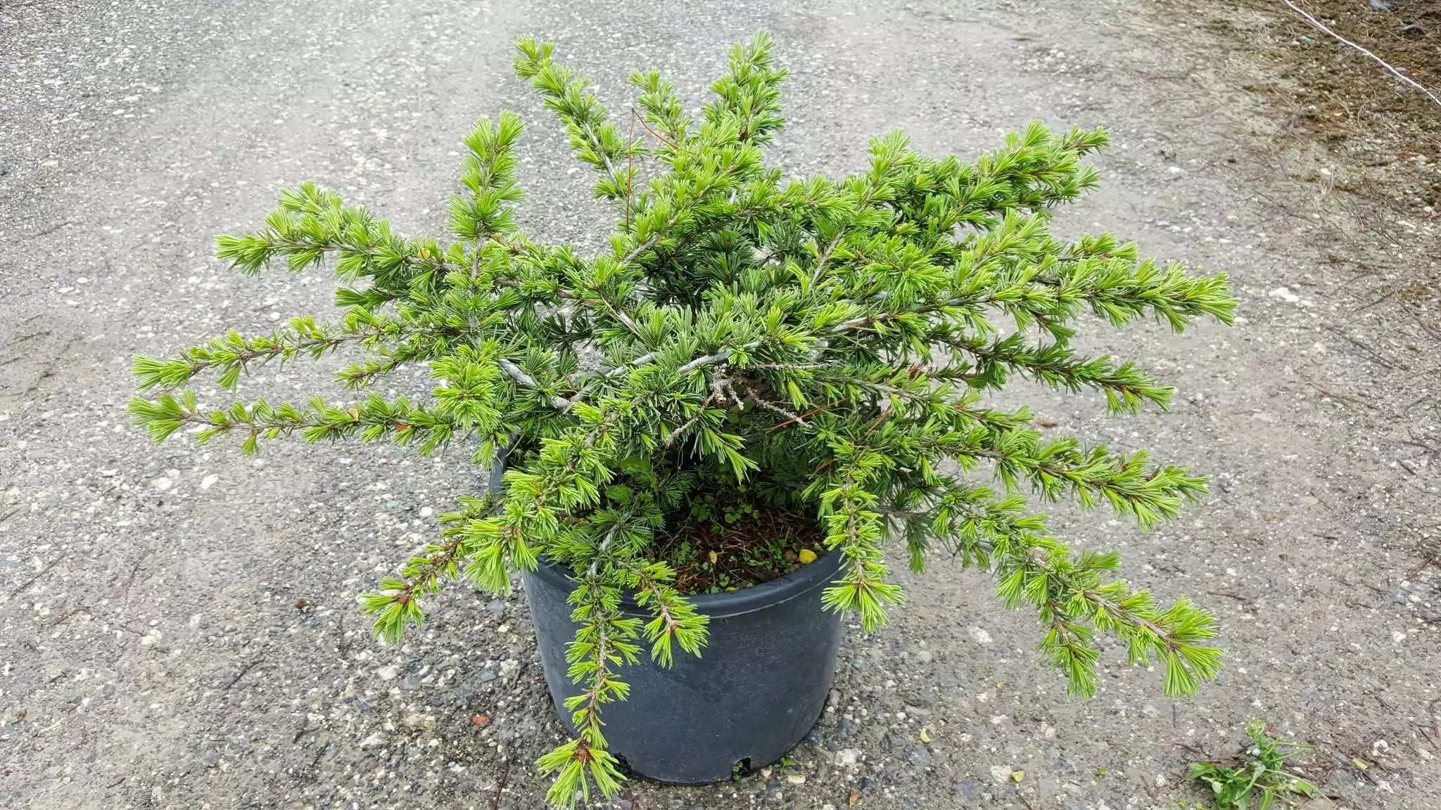 Cedru compact Atlantica / Cedrus atlantica "Compacta" /