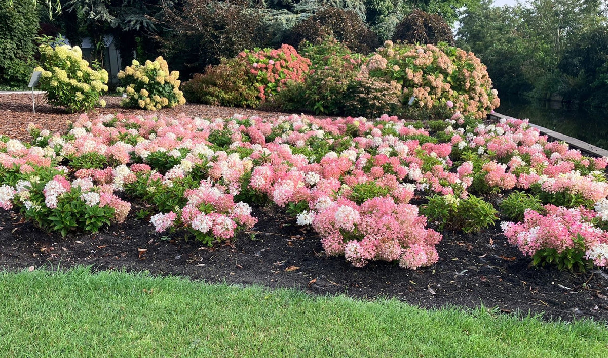 Hortensia paniculata acoperitoare de sol "Groundbreaker Blush" /Hydrangea paniculata ‘Groundbreaker Blush’/