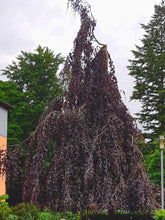 Fag rosu pendul  / Fagus sylvatica „Purpurea Pendula” / - Gradina Noastra