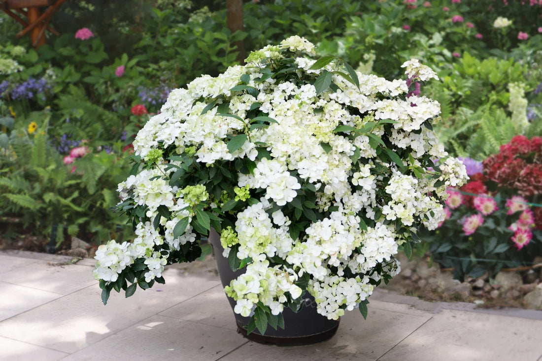Hortensia "Runaway Bride"/ Hydrangea "Runaway Bride" - Gradina Noastra