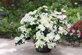 Hortensia "Runaway Bride"/ Hydrangea "Runaway Bride" - Gradina Noastra