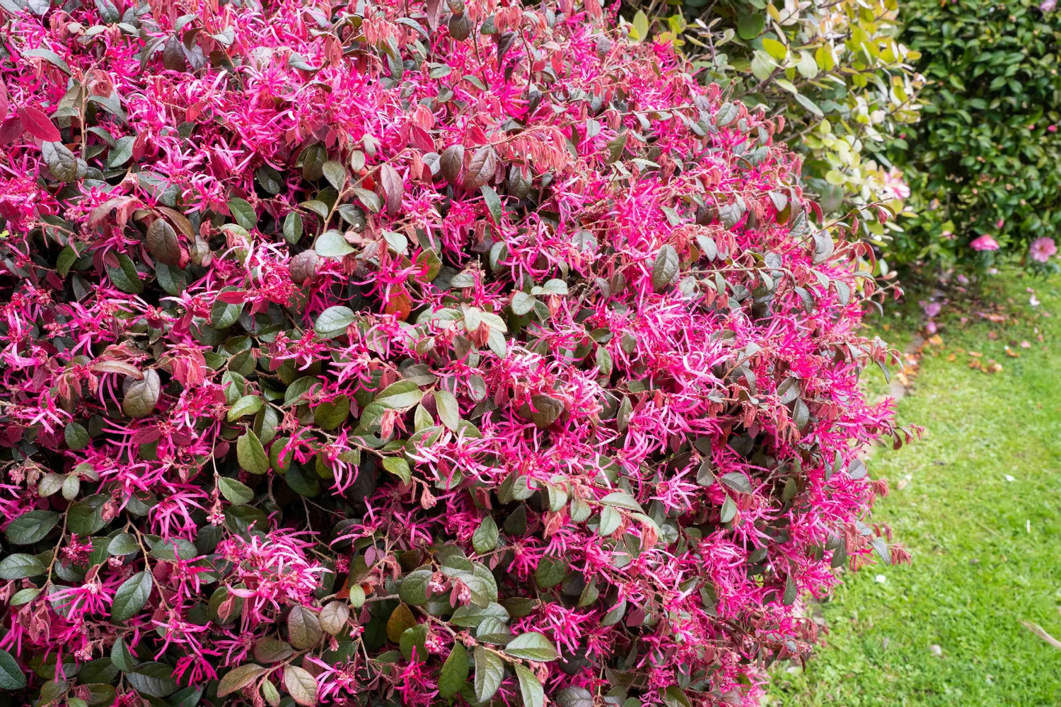 Loropetalum chinense Black Pearl minge / Loropetalum chinense "Black Pearl" /