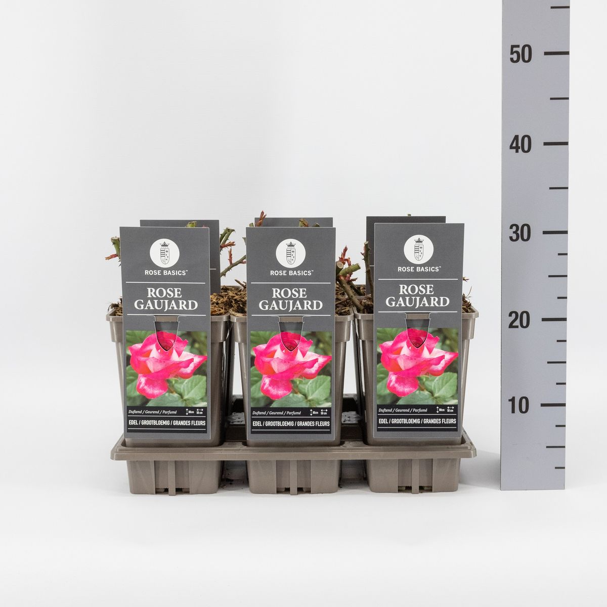 Trandafir teahibrid "Rose Gaujard" – / Rosa HT "Rose Gaujard"/
