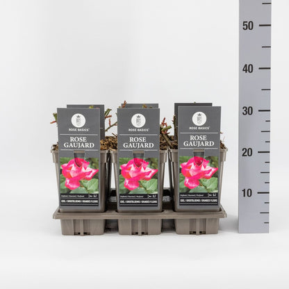 Trandafir teahibrid "Rose Gaujard" – / Rosa HT "Rose Gaujard"/