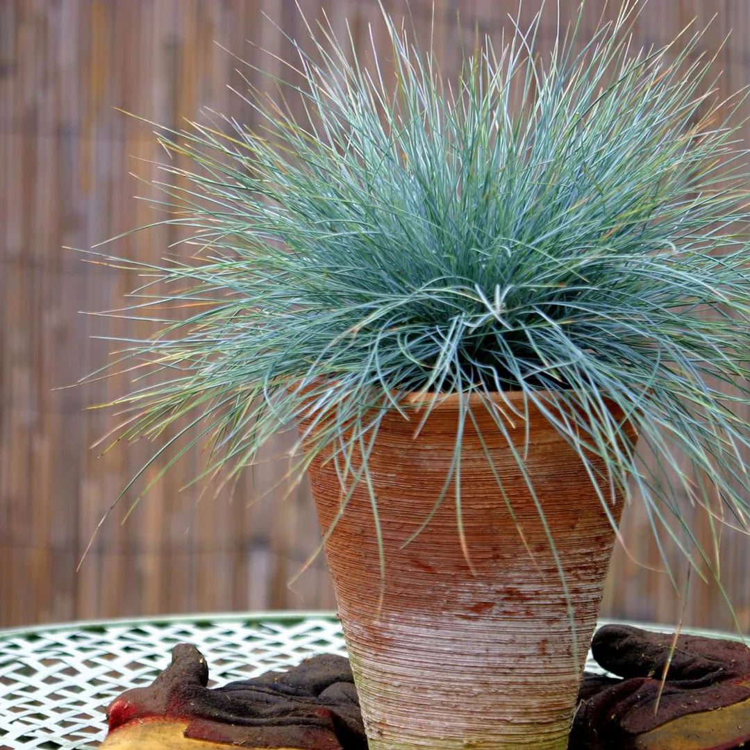 Festuca "Elijah Blue"