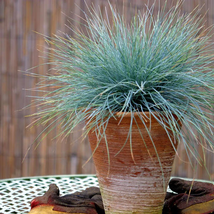 Festuca "Elijah Blue"