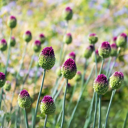 Allium sphaerocephalon