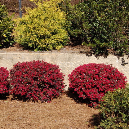 Loropetalum chinense Black Pearl minge / Loropetalum chinense "Black Pearl" /