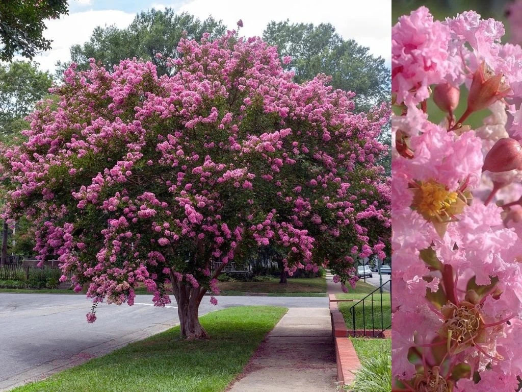 Liliac indian "Rapsody in Pink" / Lagerstroemia indica "Rapsody in Pink" /