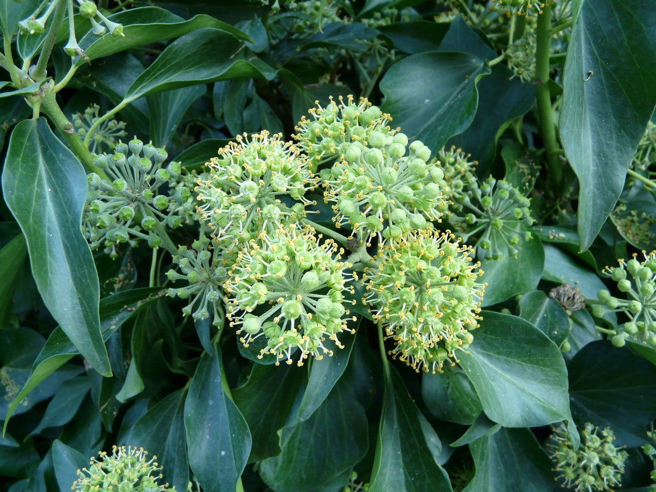 Iedera "Arborescens" / Hedera helix "Arborescens"/