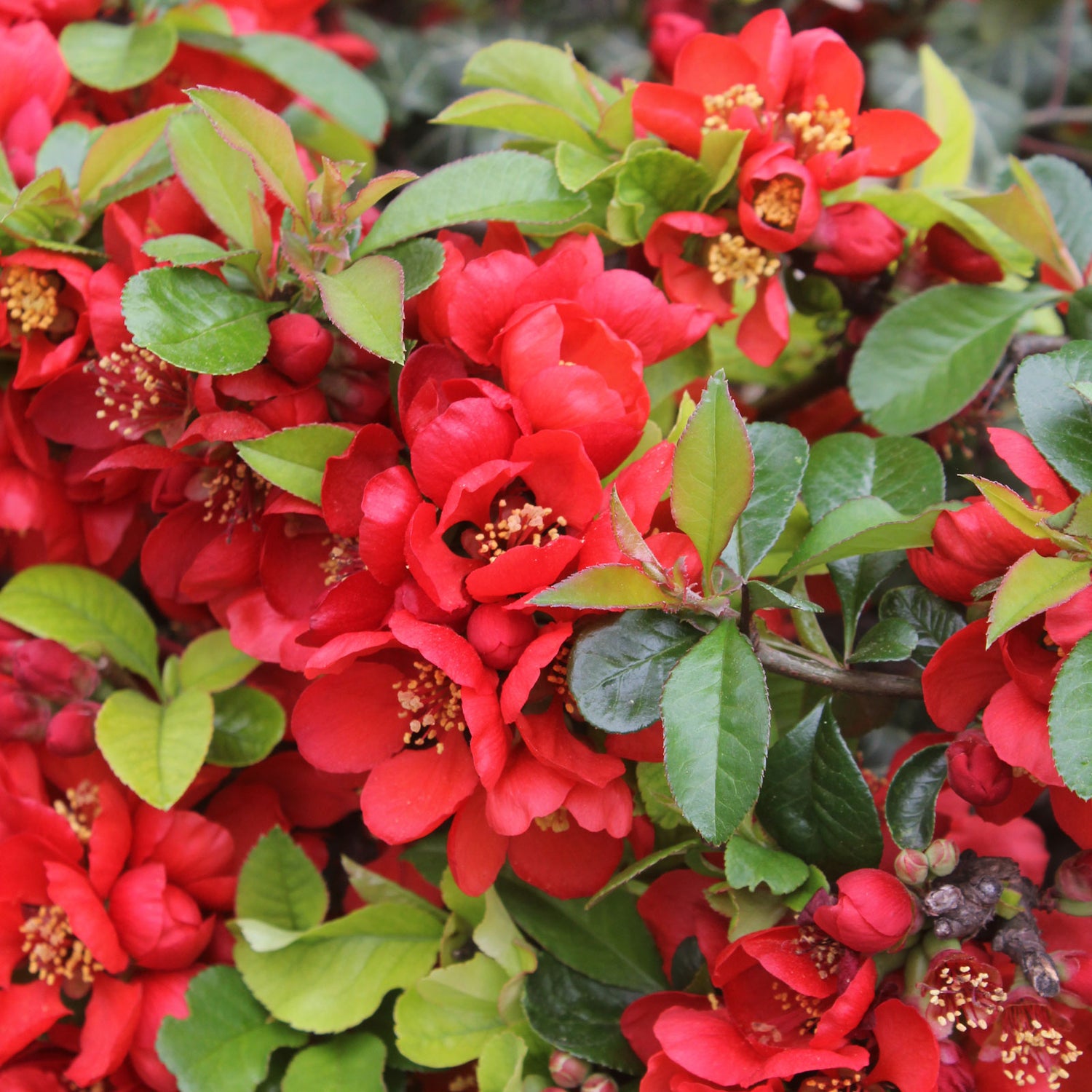 Gutui japonez mix/buc /Chaenomeles japonica mix / buc/ - Gradina Noastra