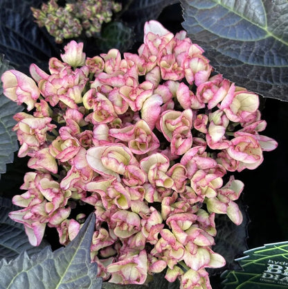 Hortensia "Black Diamonds Midnight Pearl" /Hydrangea macrophylla "Black Diamonds Midnight Pearl" /
