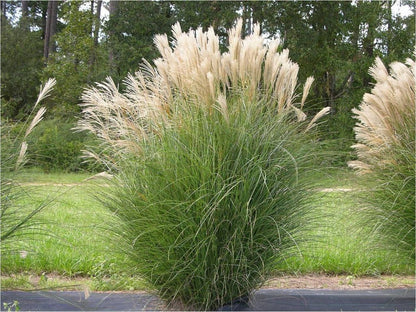 Iarba elefantului "Kleine Fontaine" / Miscanthus sinensis "Kleine Fontaine" / - Gradina Noastra