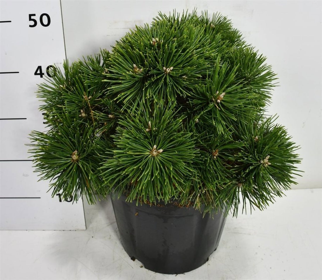 Pin pitic "Green Pearl"  /"Pinus Mugo "Green Pearl"/ - Gradina Noastra