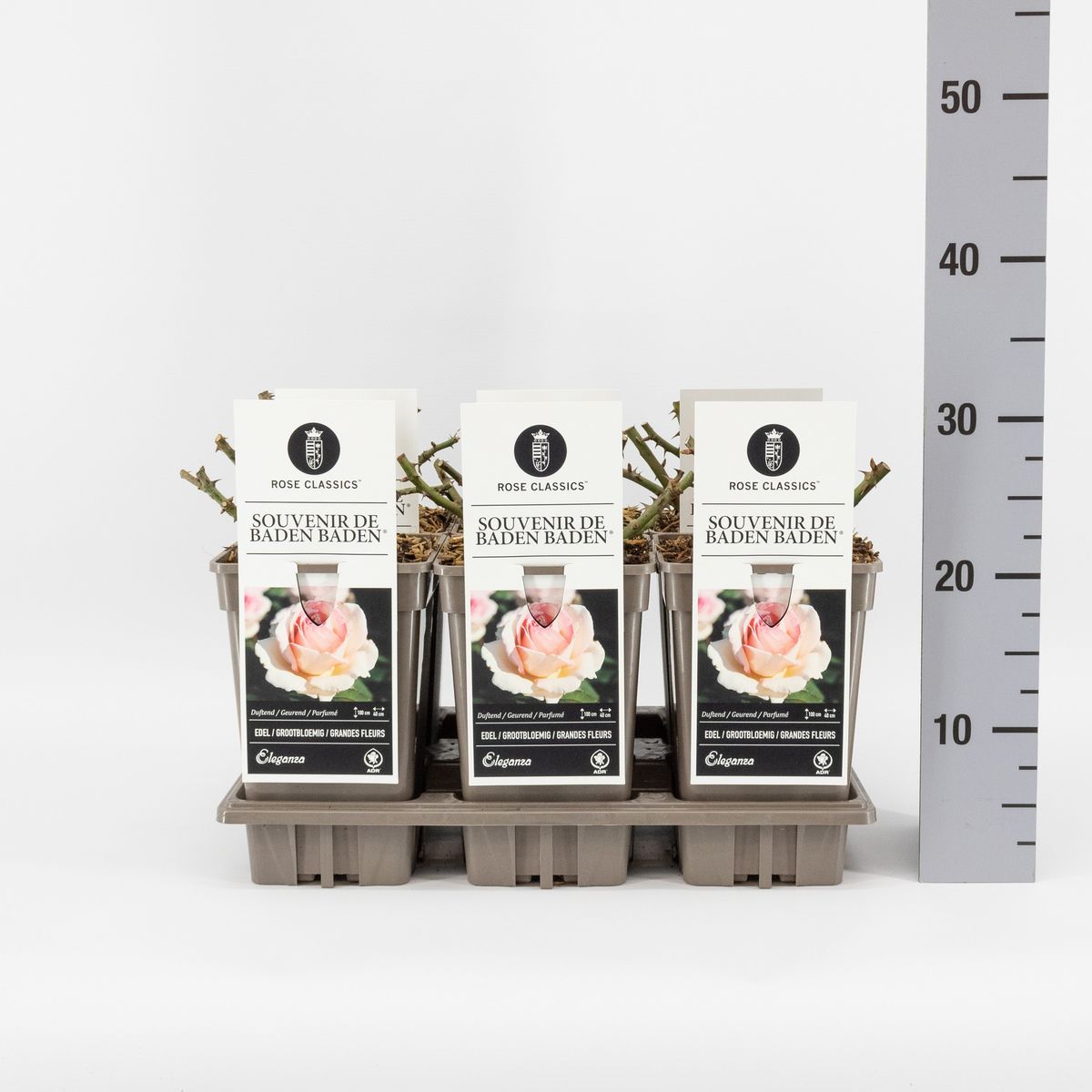 Trandafir teahibrid "Souvenir de Baden Baden" – / Rosa HT "Souvenir de Baden Baden"/