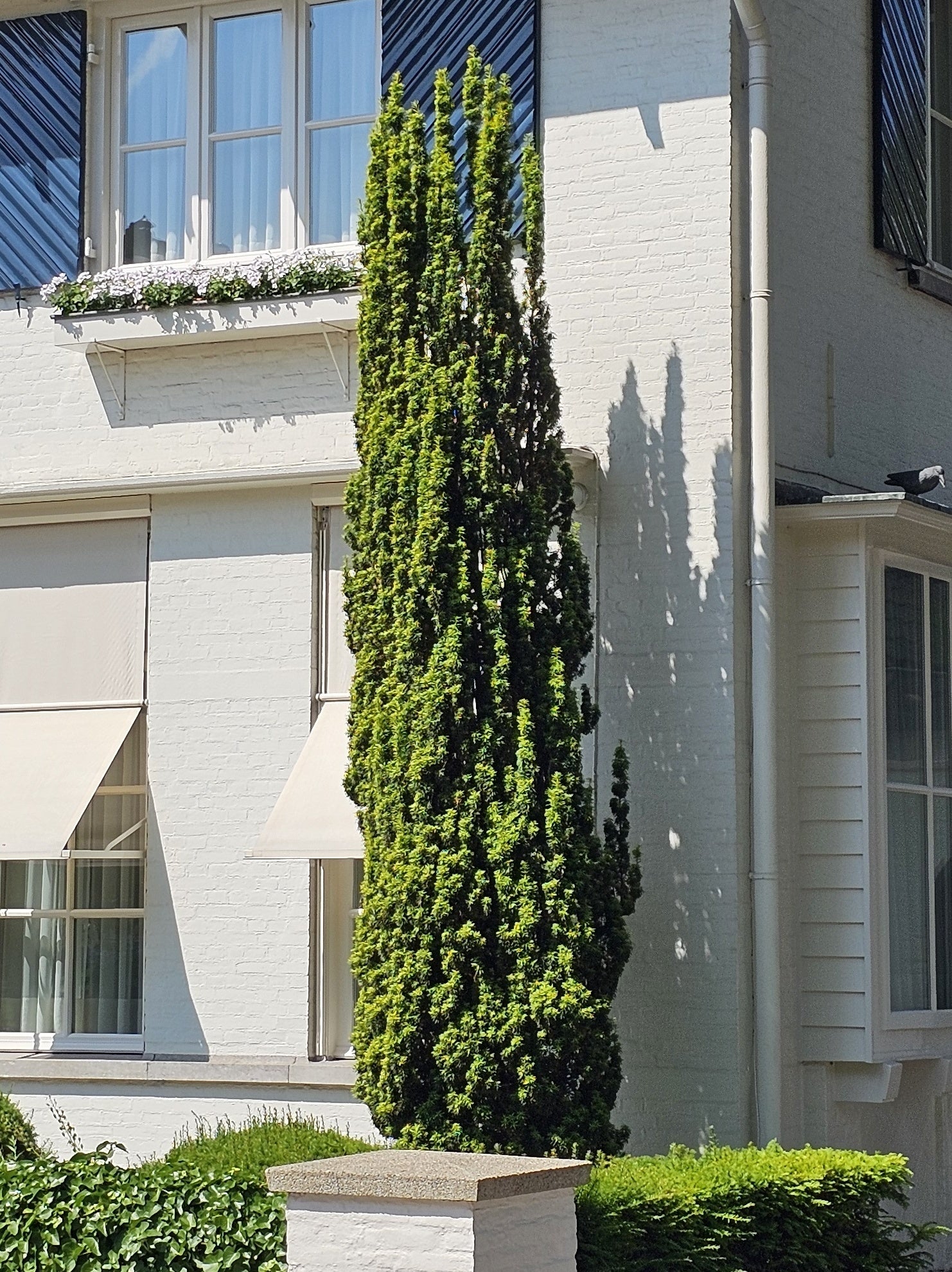 Tisa columnara / Taxus baccata "Fastigiata" /