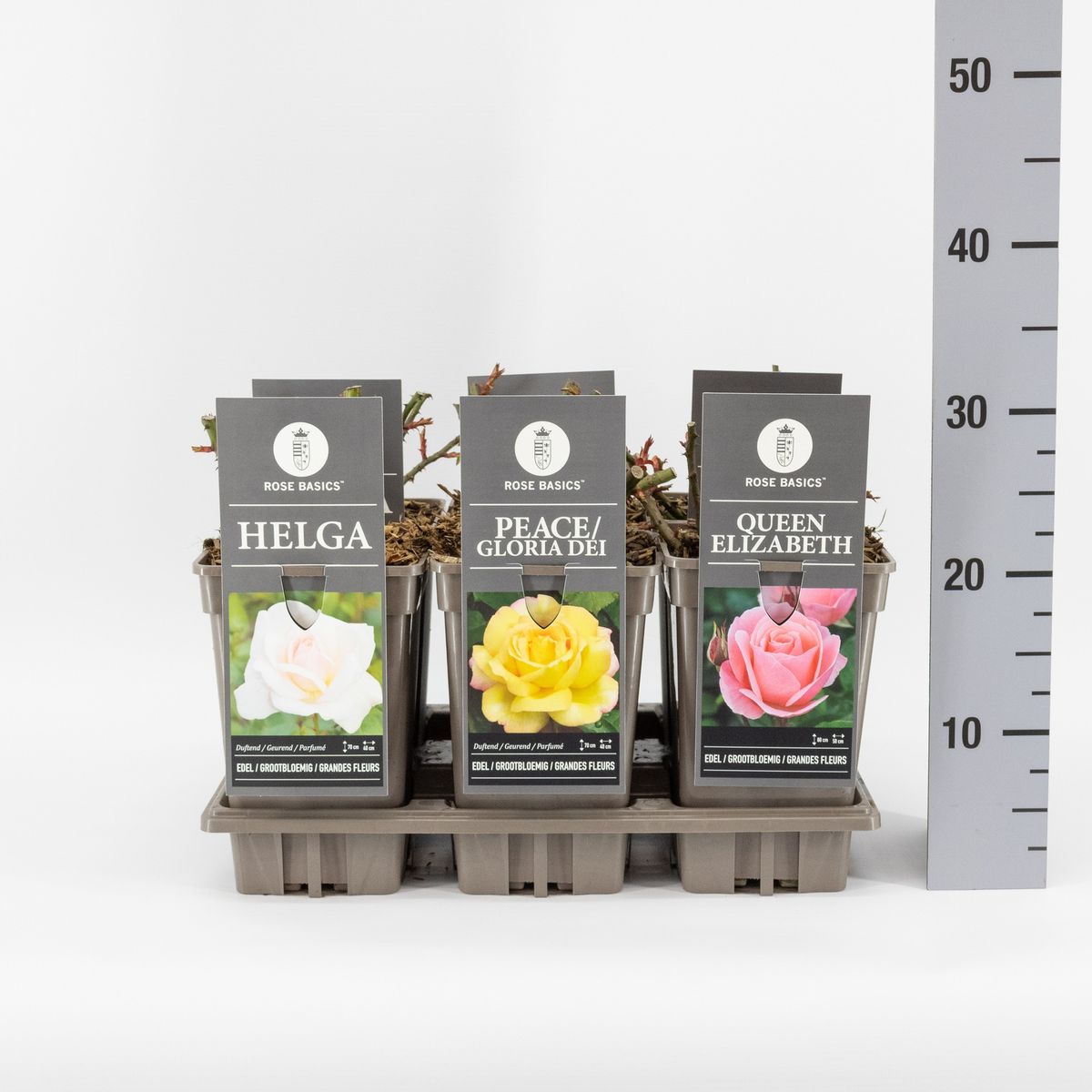 Trandafir teahibrid "Peace Gloria Dei" – / Rosa HT "Peace Gloria Dei"/