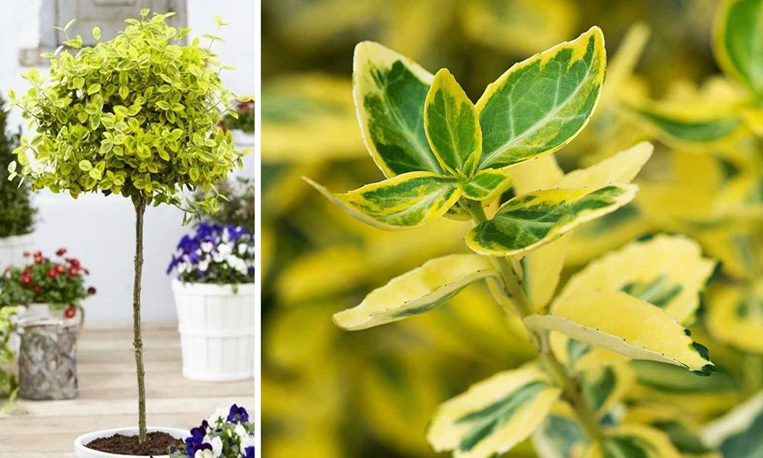 Salba aurie „Emerald Gold” pomisor / Euonymus fortunei "Emerald Gold"/ - Gradina Noastra