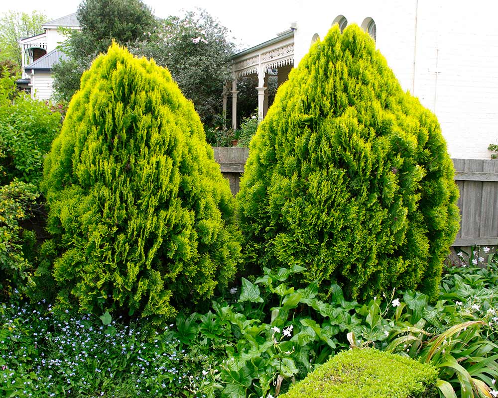 Tuia "Aurea Nana"/ Thuja orientalis "Aurea Nana" / - Gradina Noastra