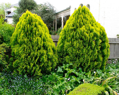 Tuia "Aurea Nana"/ Thuja orientalis "Aurea Nana" / - Gradina Noastra
