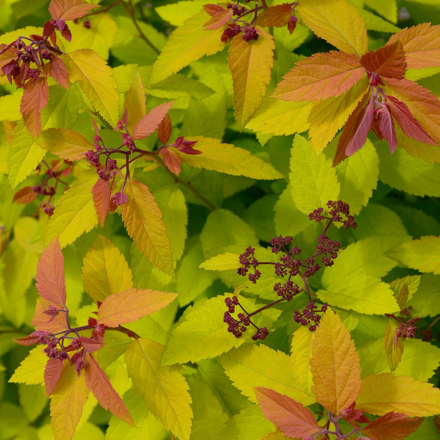 Spiraea japonica "Double Play® Big Bang"/ Cununita "Double Play® Big Bang" / - Gradina Noastra