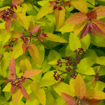 Spiraea japonica "Double Play® Big Bang"/ Cununita "Double Play® Big Bang" / - Gradina Noastra