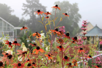 Rudbeckia triloba &quot;Prairie Glow&quot;
