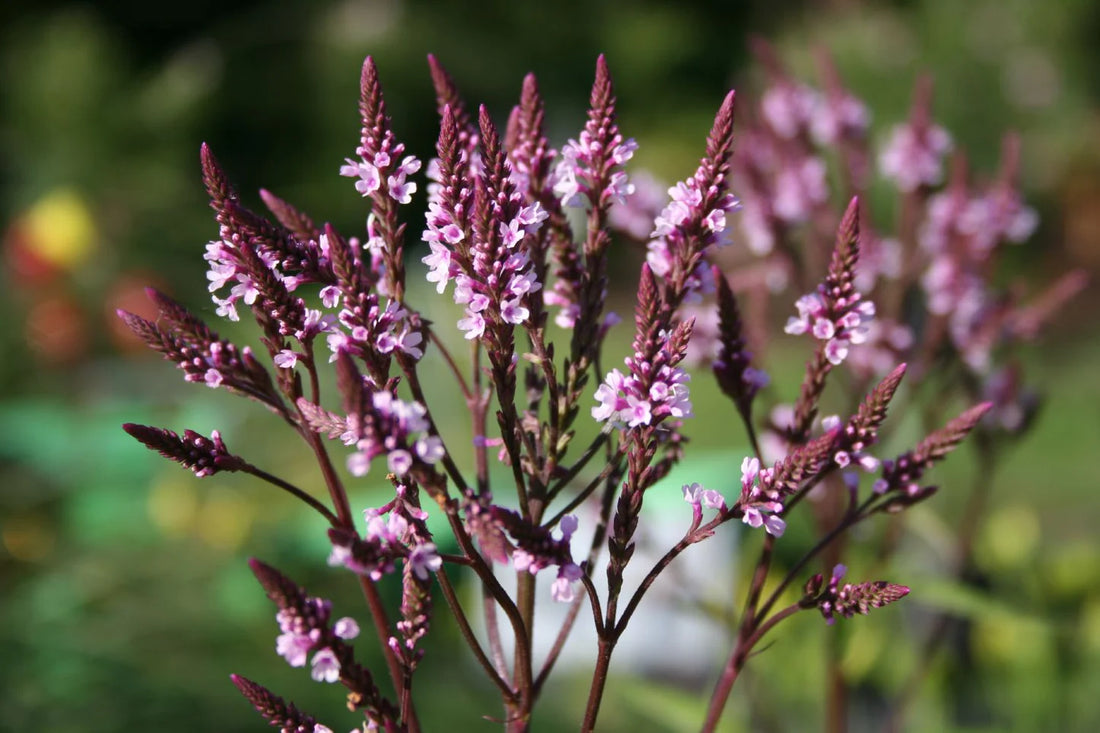 Verbena hasata "Rosea" 0.20 - 0.30 m by Gradina Noastra