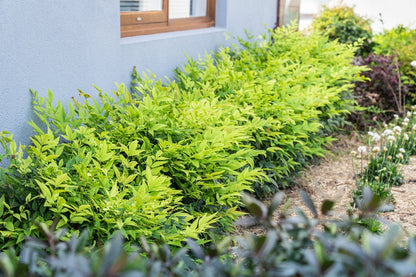 Bambus sfant " Magical " / Nandina domestica "Magical"/