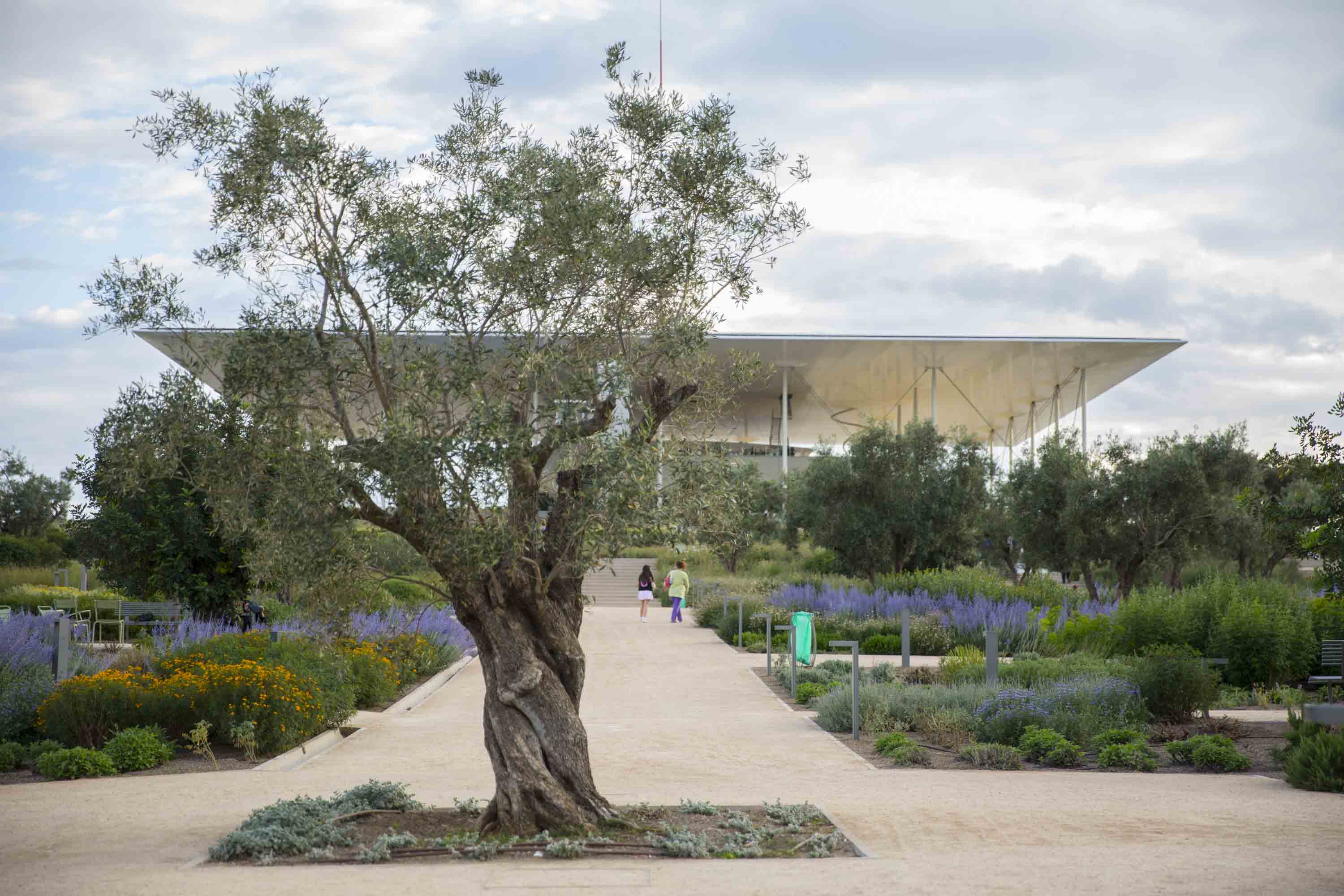 Maslin bonsai / Olea Europaea/
