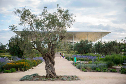 Maslin bonsai / Olea Europaea/