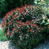 Dracila "Bagatelle" / Berberis thunbergii "Bagatelle" / - Gradina Noastra