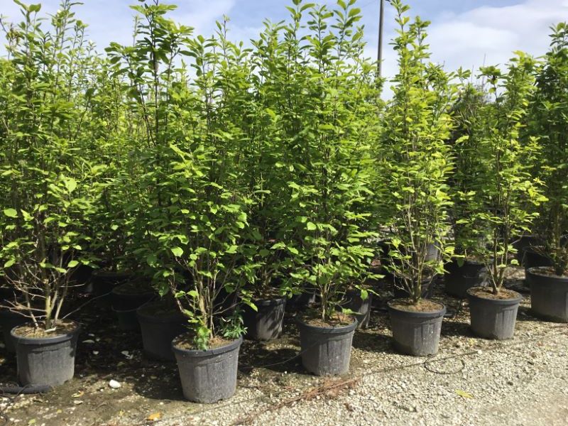 Magnolia "Soulangeana" / Magnolia "Soulangeana"/