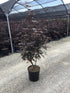 Artar japonez "Bloodgood" / Acer palmatum "Bloodgood" / - Gradina Noastra