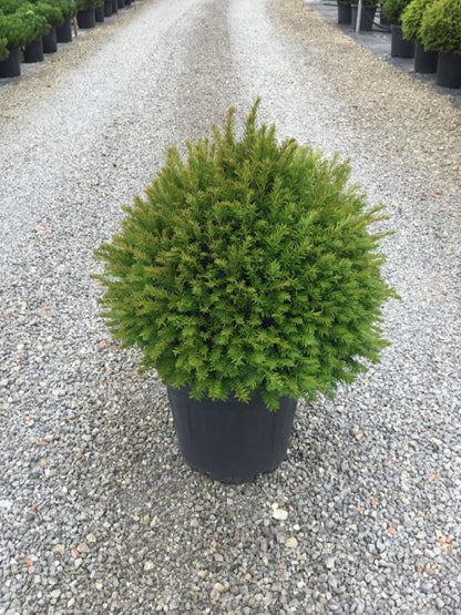 Tisa minge / Taxus baccata /