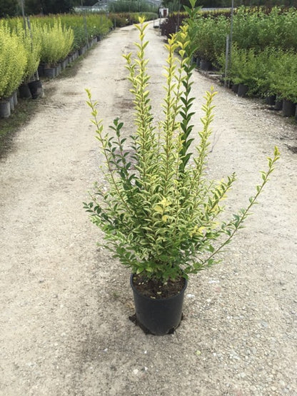 Lemn câinesc auriu tufa / Ligustrum Ovalifolium Aureum /