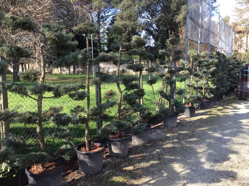 Ienupar "Pfitzeriana Glauca" Bonsai 1.40 - 1.60 m / Juniperus × media "Pfitzeriana Glauca"/ by gradina-noastra