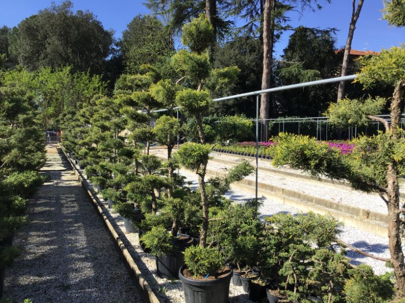 Ienupar &quot;Pfitzeriana Aurea&quot; Bonsai 1.40 - 1.60 m / Juniperus × media &quot;Pfitzeriana Aurea&quot;/