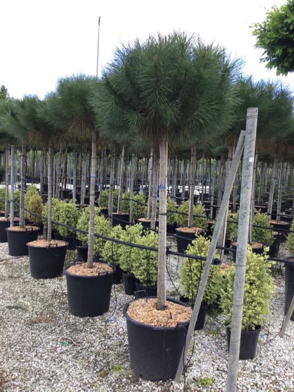 Austrian black pine tree 3.50 - 4.00 m / Pinus nigra austriaca /