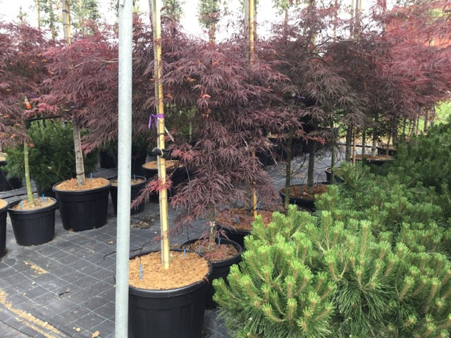 Artar japonez &quot;Tamukeyama&quot; 1.20 - 1.40 m / Acer palmatum dissectum &quot;Tamukeyama&quot;/