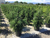 Molid "Inversa" / Picea abies &