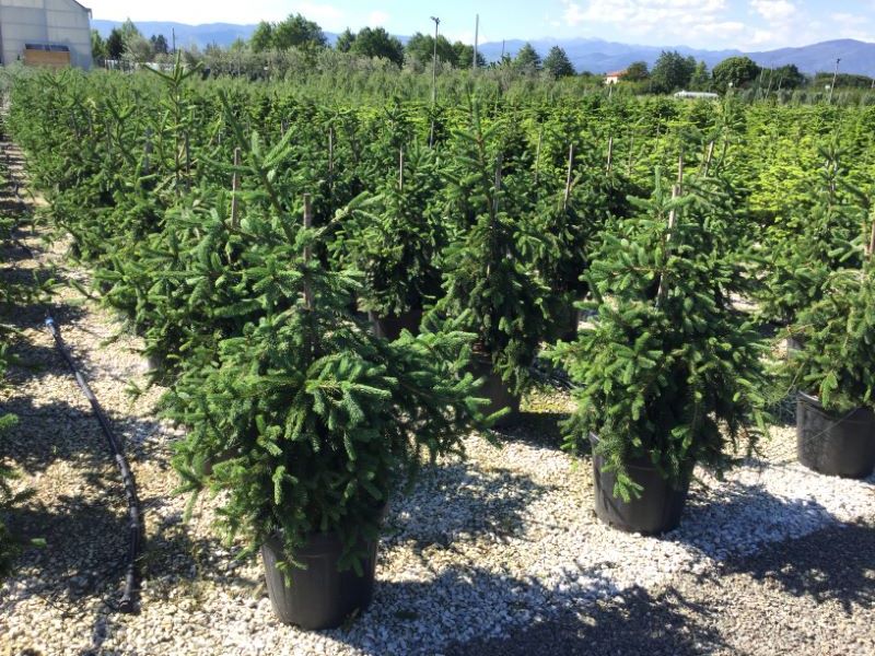 Molid "Inversa" / Picea abies &