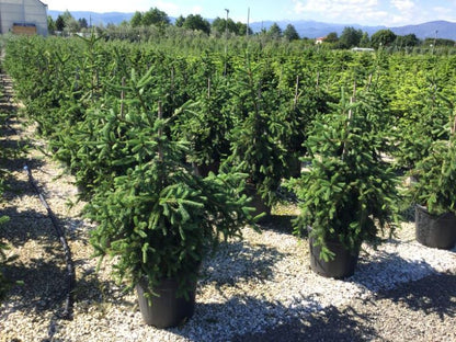 Molid "Inversa" / Picea abies &