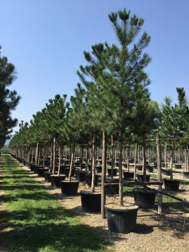 Pin negru austriac arbore 3.50 - 4.00 m / Pinus nigra austriaca /